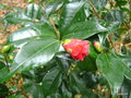 vignette Camlia ' MOSHIO ' camellia japonica ?  vrifier