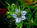 vignette Ranunculaceae - Nigelle de Damas -  Nigella Damascena