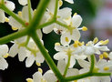 vignette Adoxaceae - Sureau - Sambucus nigra