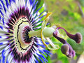 vignette Passifloraceae - Passiflore - Passiflora caerulea