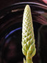 vignette Asphodelaceae - Aloe vera