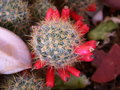 vignette Cactus - Mammillaria prolifera.