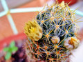 vignette Cactus - Mammillaria sp.