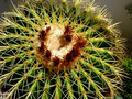 vignette Coussin de belle mre - Echinocactus grusonii