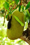 vignette Moraceae - Jacquier - Artocarpus heterophyllus