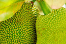 vignette Moraceae - Jacquier - Artocarpus heterophyllus