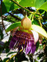 vignette Passifloraceae - Pomme liane - Passiflora laurifolia