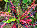 vignette Croton - Codiaeum variegatum pictum