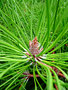 vignette Pinaceae - Pinus sylvestris