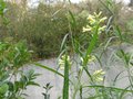 vignette freylinia lanceolata vue large au 10 12 09