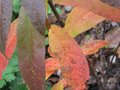 vignette Rhododndron delicatissimum en feuillage d'automne au 10 12 09