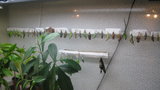 vignette Mon terrarium avec les chrysalides accroches