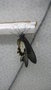 vignette Une femelle de papilio lowii entrain de finir de scher ses ailes