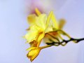 vignette Orchides - Epidendrum