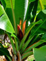 vignette Musaceae - Banane - Musa ornata