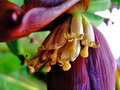 vignette Musaceae - Banane - Musa paradisiaca