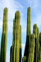 vignette Cactus cierge - Cephalocerus peruvianus