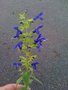 vignette Salvia mexicana 'Limelight' - Sauge mexicaine 'Limelight'