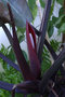 vignette Philodendron