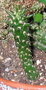 vignette Opuntia subulata. (Cylindropontia)