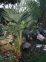 vignette Trachycarpus princeps vert ou Nova