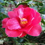 vignette Camlia ' FREEDOM BELL ' camellia hybride