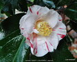 vignette Camlia ' DANTY ( CALIFORNIA )' camellia  japonica