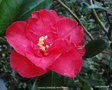 vignette Camlia ' DIAMOND HEAD ' camellia hybride , reticulata