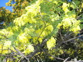 vignette Acacia