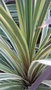 vignette Cordyline australis 'Torbay Dazzler'