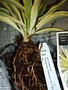 vignette Yucca gloriosa 'Bright Star' (='Wallbristar)