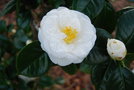 vignette Camellia japonica 'Hectotiana'