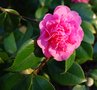 vignette Camellia japonica 'Preston Rose'