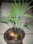 vignette Cycas thouarsii 3 (11 mois aprs la germination)