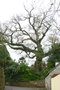 vignette Quercus pedunculata = Quercus robur - Chne pdoncul ou Chne rouvre au Moulin Blanc  Brest