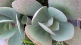 vignette Kalanchoe somaliensis