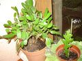 vignette rhipsalidopsis (cactus de pques)