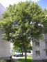 vignette Acer pseudoplatanus 'Leopoldii' - Erable sycomore panach aux HLM de Pen Ar Crac'h