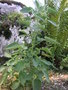 vignette Scrophularia grandiflora