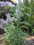 vignette Scrophularia grandiflora