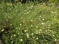 vignette Cephalaria leucantha - Cephalaire blanche
