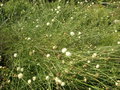 vignette Cephalaria leucantha - Cephalaire  fleur blanche