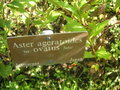 vignette Aster ageratoides ssp. ovatus