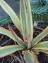 vignette Coloration hivernale Yucca gloriosa 'Bright Star'