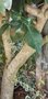 vignette camélia japonica  Chandleri Elegans (le pied) taillé et attaché en forme d'arbre
