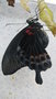 vignette Un mle papilio lowii finissant de scher ses ailes