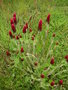 vignette Trifolium incarnatum - Trfle incarnat ou Trfle du Roussillon