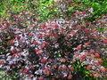 vignette Physocarpus opulifolius 'Diabolo'