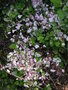 vignette Rubus microphyllus 'Variegatus'.