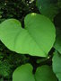 vignette Aristolochia macrophylla = Aristolochia durior /  Aristolochiaceae - Aristolochiacées